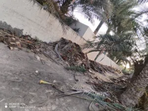 مطلوب زفانة دعون