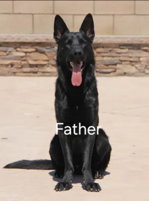 Female german shepherd puppy 2 months old