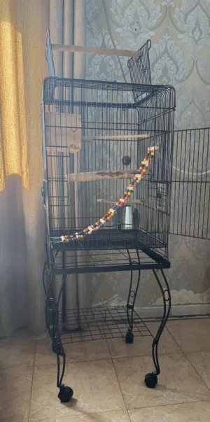 Birds cage