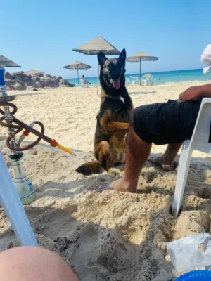 مطلوب كلب ميموا لي التبني