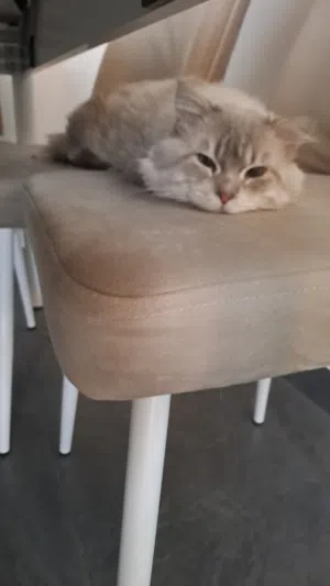 قط للتبي،آخذ كل تطعيماته ونظيف ونسله جميل،شرط مخافة الله فيه