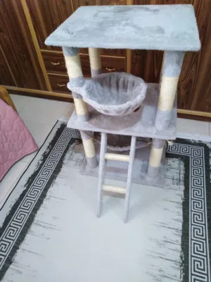 خداشة قطط قطط للبيع