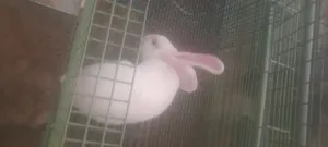 Rabbits4