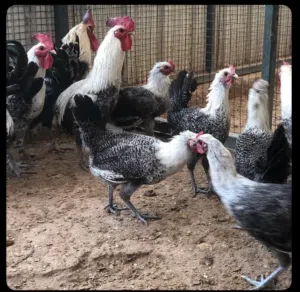 دجاج فيومي منتج بياض عمر 7 شهور يوجد كميه ويوجد توصيل