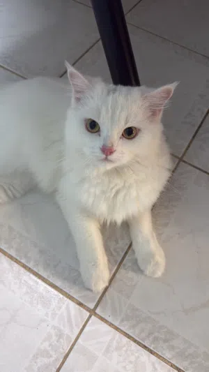 White Persian (9 months old)