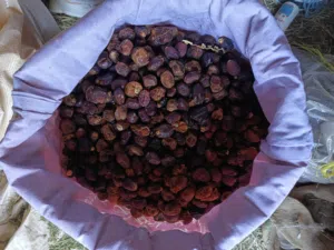 تمر نفيعه للمواشي ما شاء الله نظيف مال جداد نثز جداد السنة جواني عيش 35 كيلو