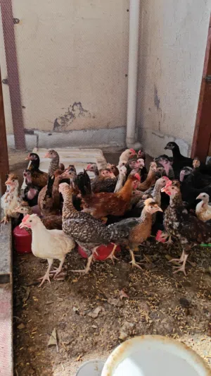فروجات حلوات للبيع