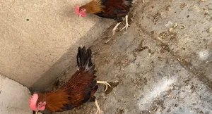 ديج كويتي عدد 2