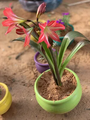 نبات زينه مزهره
