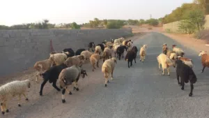 اضاحي عيد خواريف جزيرة و نعيمي لا يعانون من شيئ ابدا للحجز اتواصل على هاد رقم