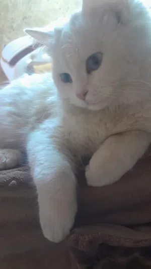 قطة شيرازي حامل