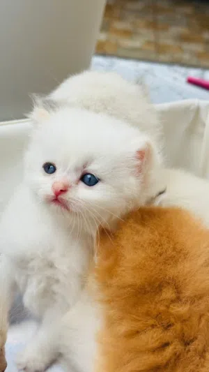 قطط سكوتش/هيمالايا