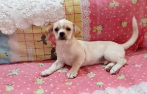ولد شيواوا ميني بوكت chihuahua