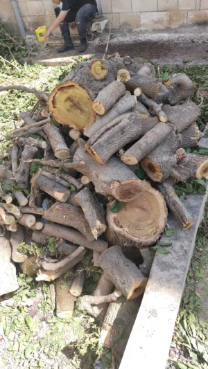 موجود حطب توت مقطع جاهز اكثر من طن ونص موجود بالزرقاء الجديده