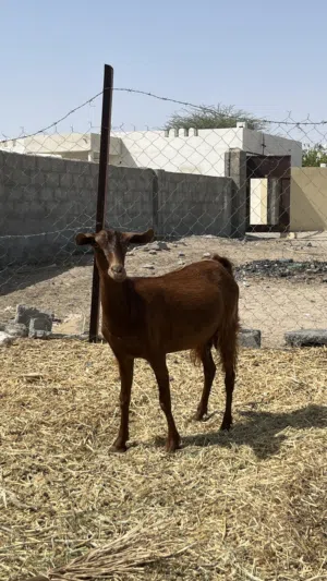 شاه صلاليه اصل للبيع