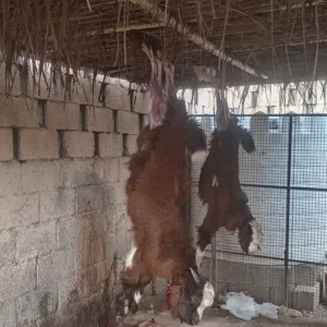 هوش و كباشه وجعد للبيع لذبح أو التربيه