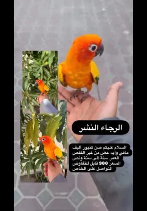 صن كنيور أليف ب900 قابل للتفاوض زوج لوف بيرد أليف ب650 قابل للتفاوض