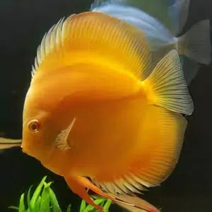 Premium Jumbo Discus Fish