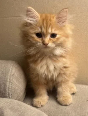 2 shirazi kittens for sale