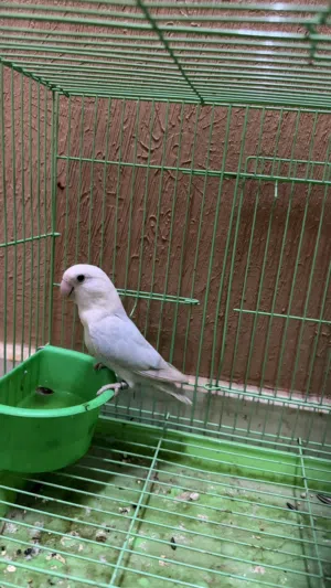 انثى روز بالد بلو منتجه