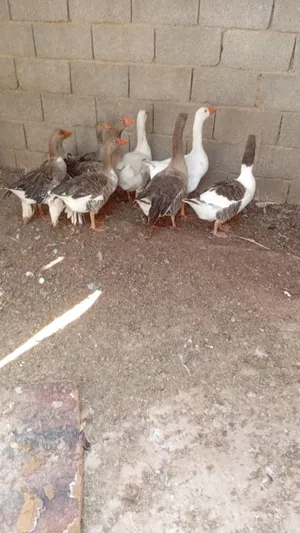 Other Animals0