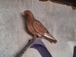 4 طواير مخليف السنه اول خيرهم