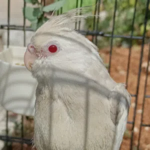 omar 