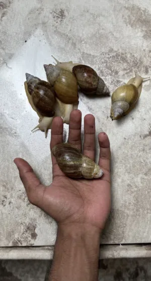 حلزون  بصحة جيدة متبقي ثنين