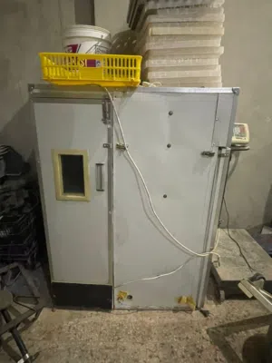 فقاسة دجاج للبيع