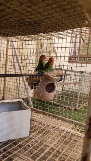 بيع روز وفيشر