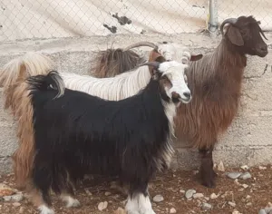 جداية مخصايات ماشاء الله تبارك الله حلال نظيف لذبح او تربية