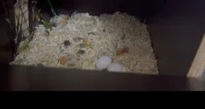 Without eggs pineapple and green cheek conure breeding pair confirm male female with ring productive