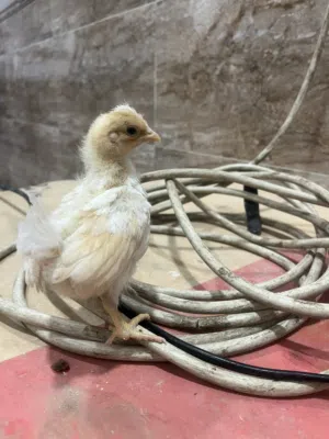 افراخ دجاج ترثه كويتي