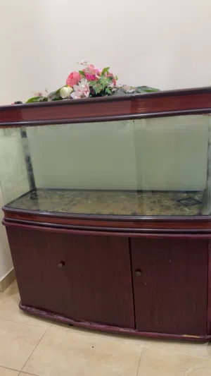 Fish tank only