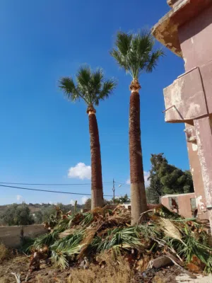 تنظيف نخيل وترتيب اشجار الذينه وقص الحطب اداره هاني المصري ورش البيوت