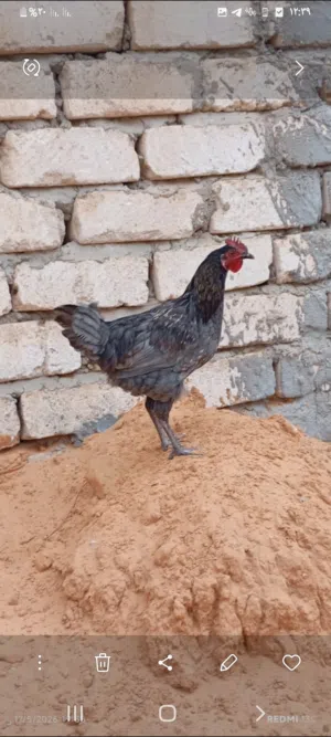 3 فراريج لمابرقيني مخلط مع رود