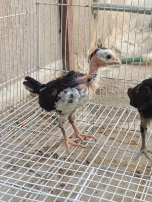 زوجين افراخ. العمر سبوعين. صحه فول