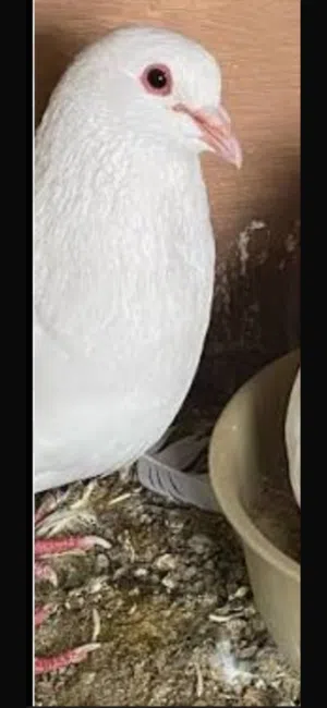 مطلوب ذكر حمام فرنسي لاحم منتج