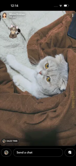 قطه سكوتش فولد (بيور) مميزه جداً لعوبه وبصحة ممتازة للبيع باللون الرمادي والأبيض العمر سنتين تقريبا