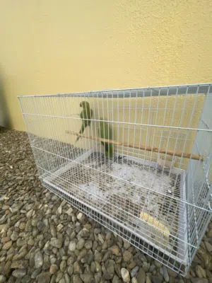 ببغاء الدرة زوج مع القفص