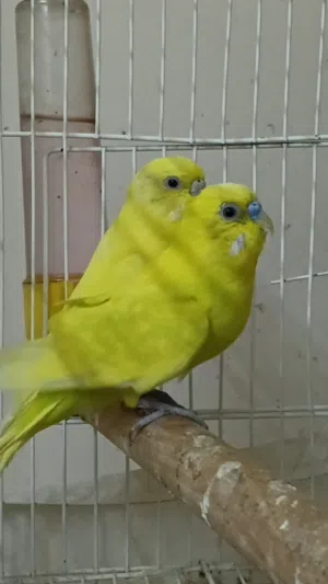 طيور جميلة للبيع في جدة