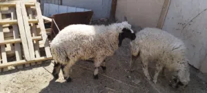 طليان اثنين ذكر ونثيه للبيع