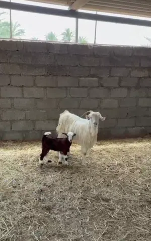 شاه تحتها تيس