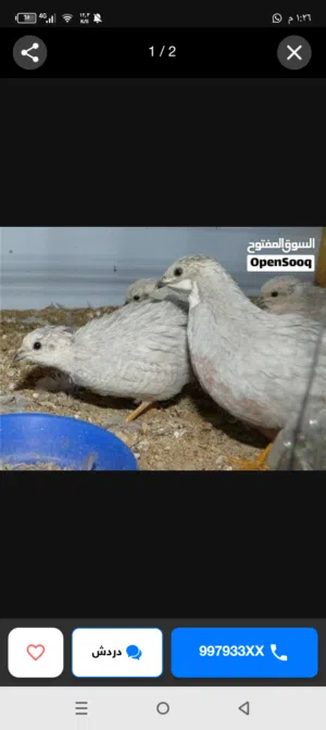 سمان صيني للبيع