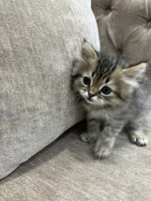 Kittens for sale