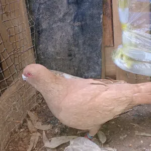 حمام زق للبيع في عمان اتواصل عبر الهاتف