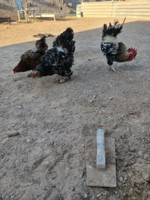 دجاجة كوبية وزو جاجات يدحو امورهن طيبه