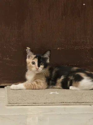 3 month old kitten