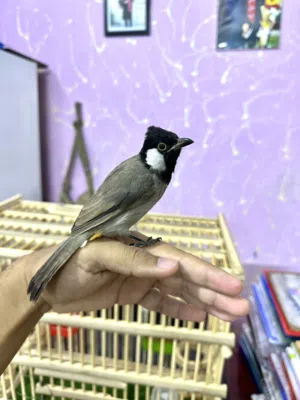 بلبل مخلف اليف طينة مع قفص بصراوي جديد / أقرا الوصف