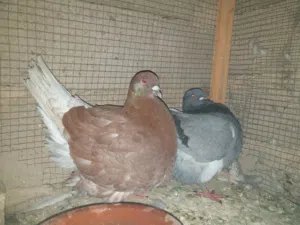 حمام نوع فرش